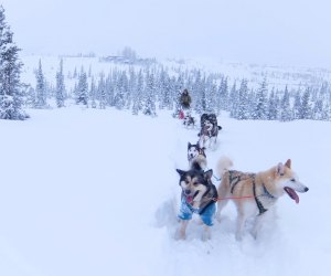 sled dogs in Denali National Park in Alaska