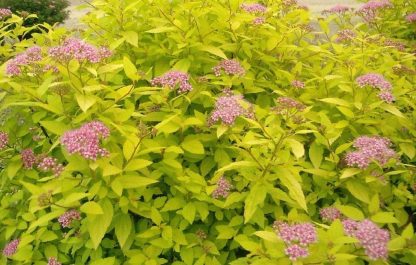 SPIREA 'GOLDMOUND'