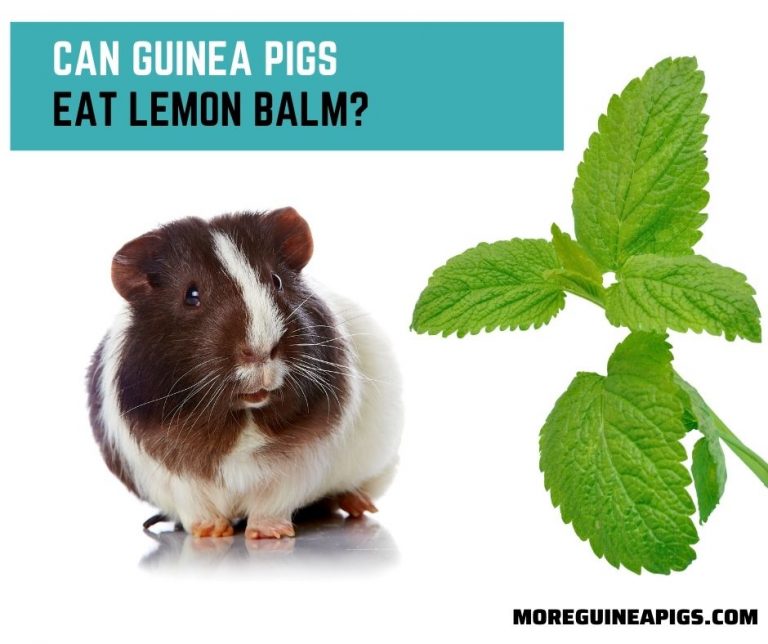 Can Guinea Pigs Eat Lemon Balm?