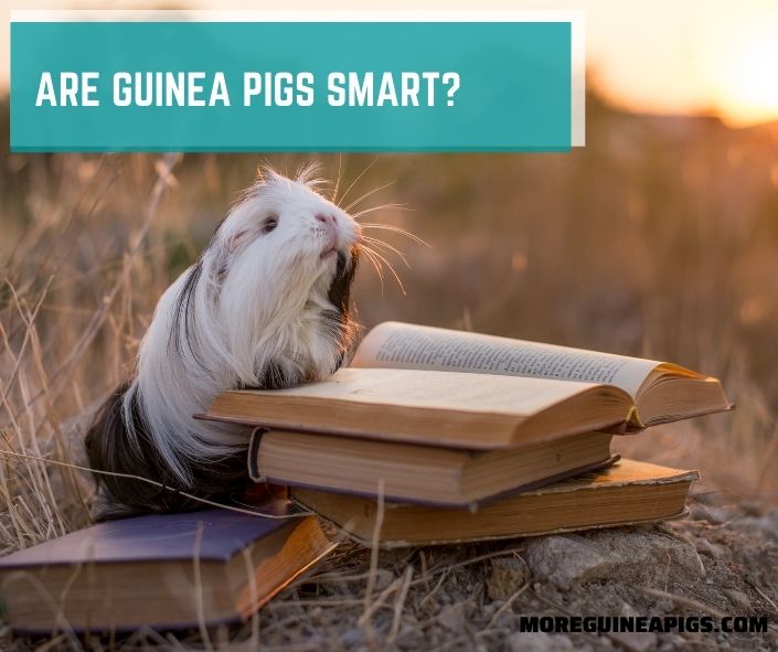 Are Guinea Pigs Smart?