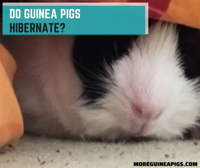 Do Guinea Pigs Hibernate?