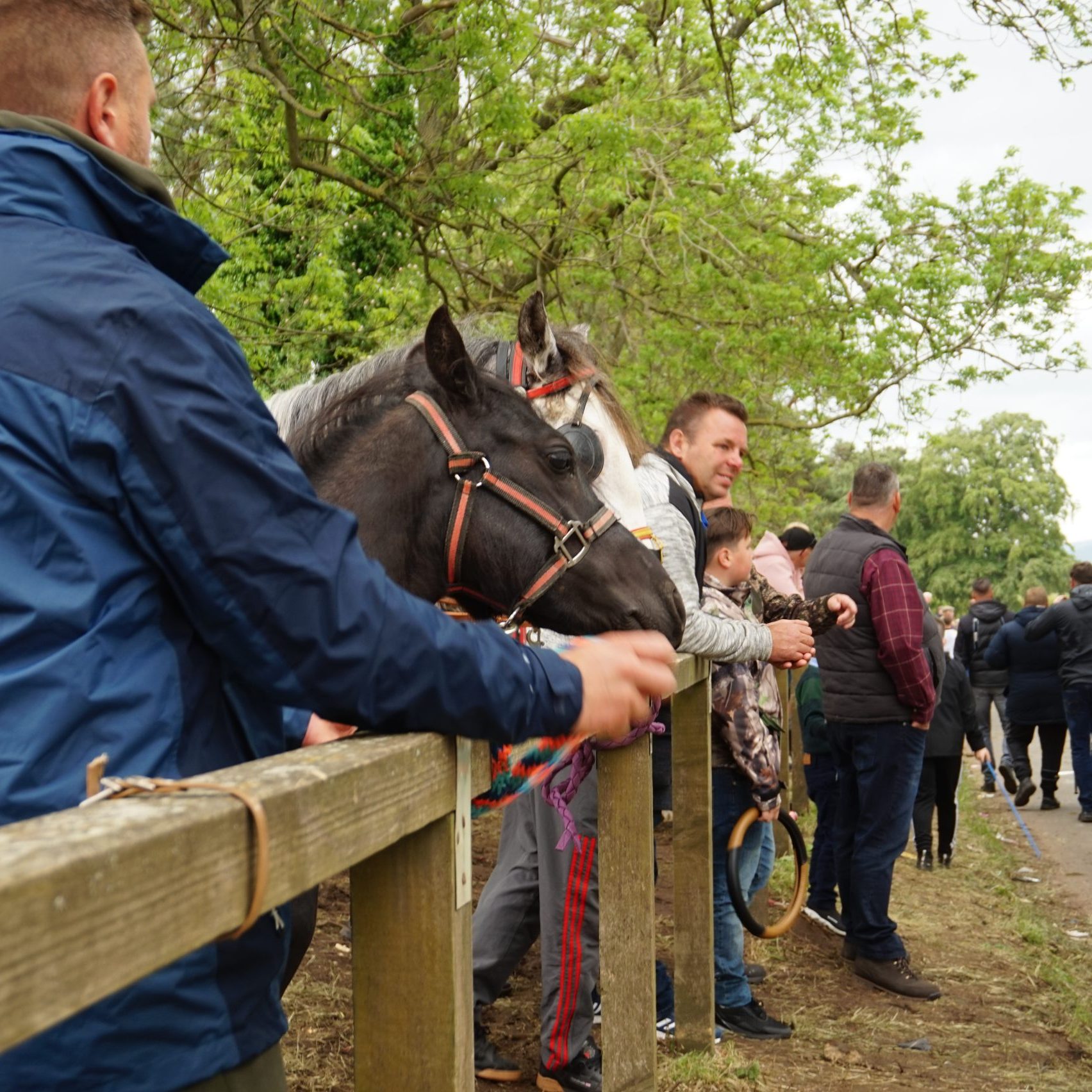 Horses at Appleby Fair, 2022