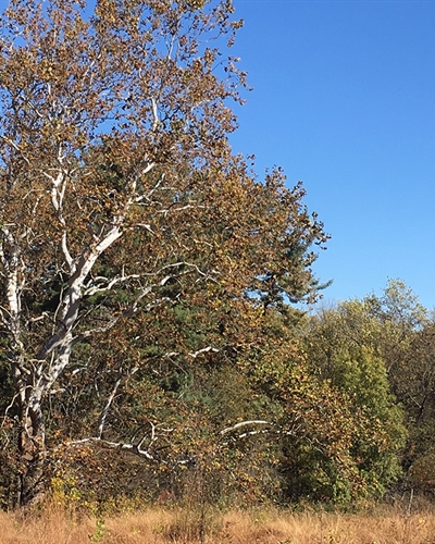 Museum Store Sunday: Seeing the Forest and the Trees