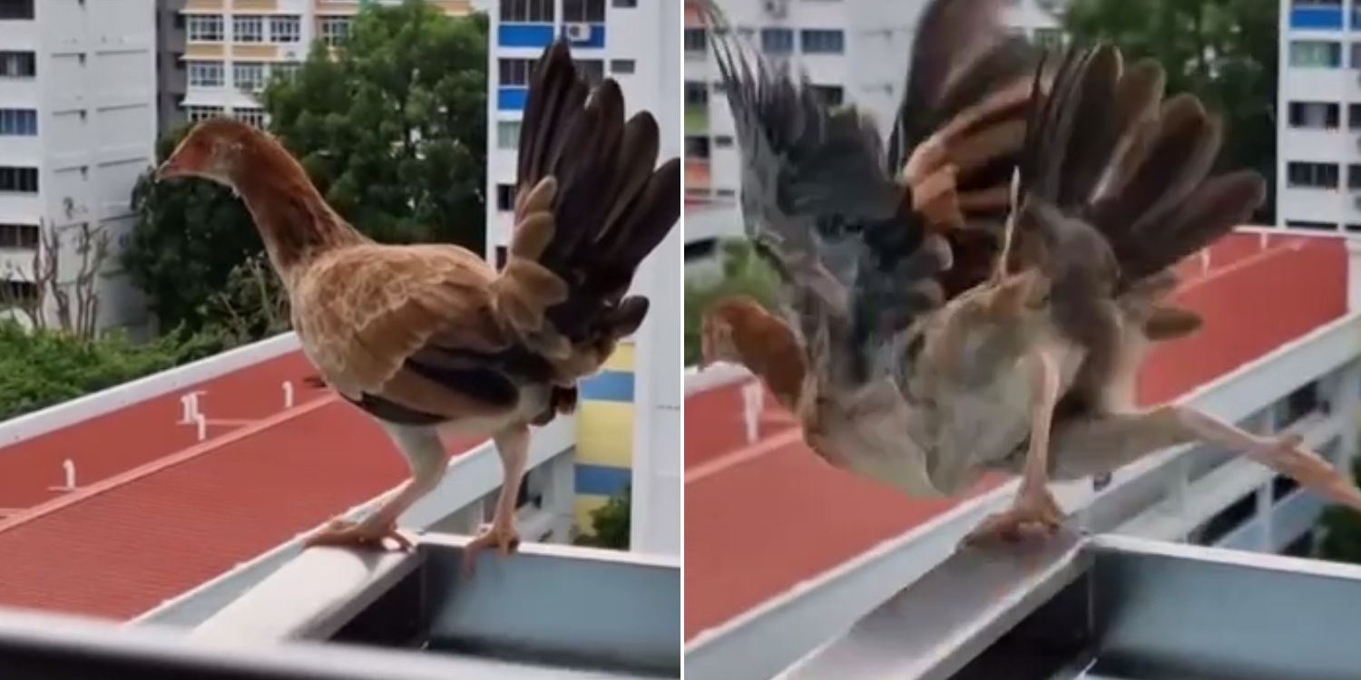 Chicken spotted outside 9th floor HDB in Yishun, flew off & landed on nearby block