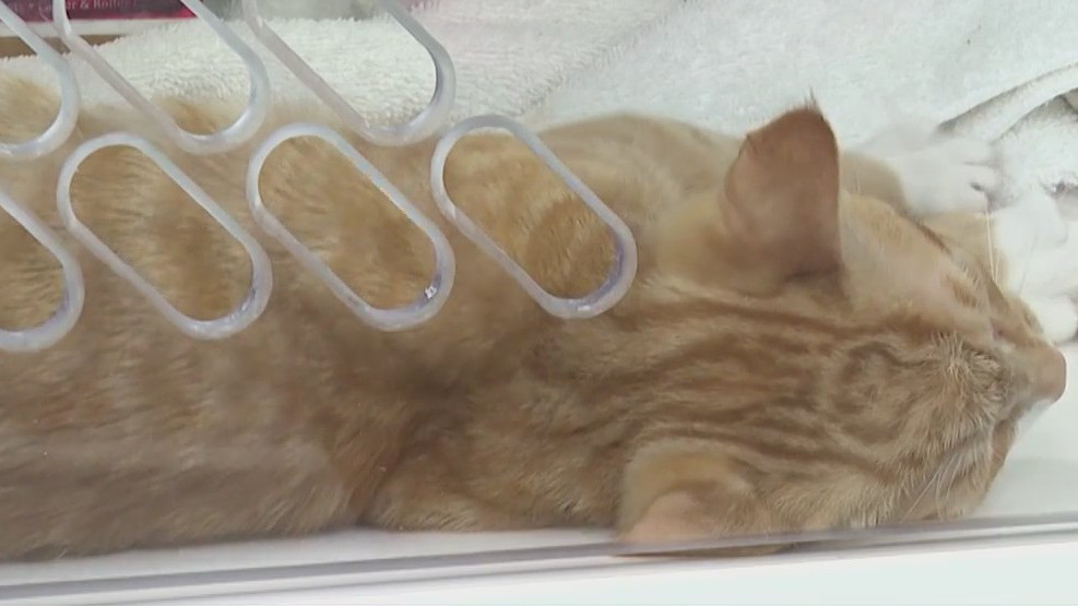 Cat, kitten intake paused in Guilford County due to contagious feline virus (WGHP)