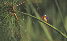 malachite kingfisher 