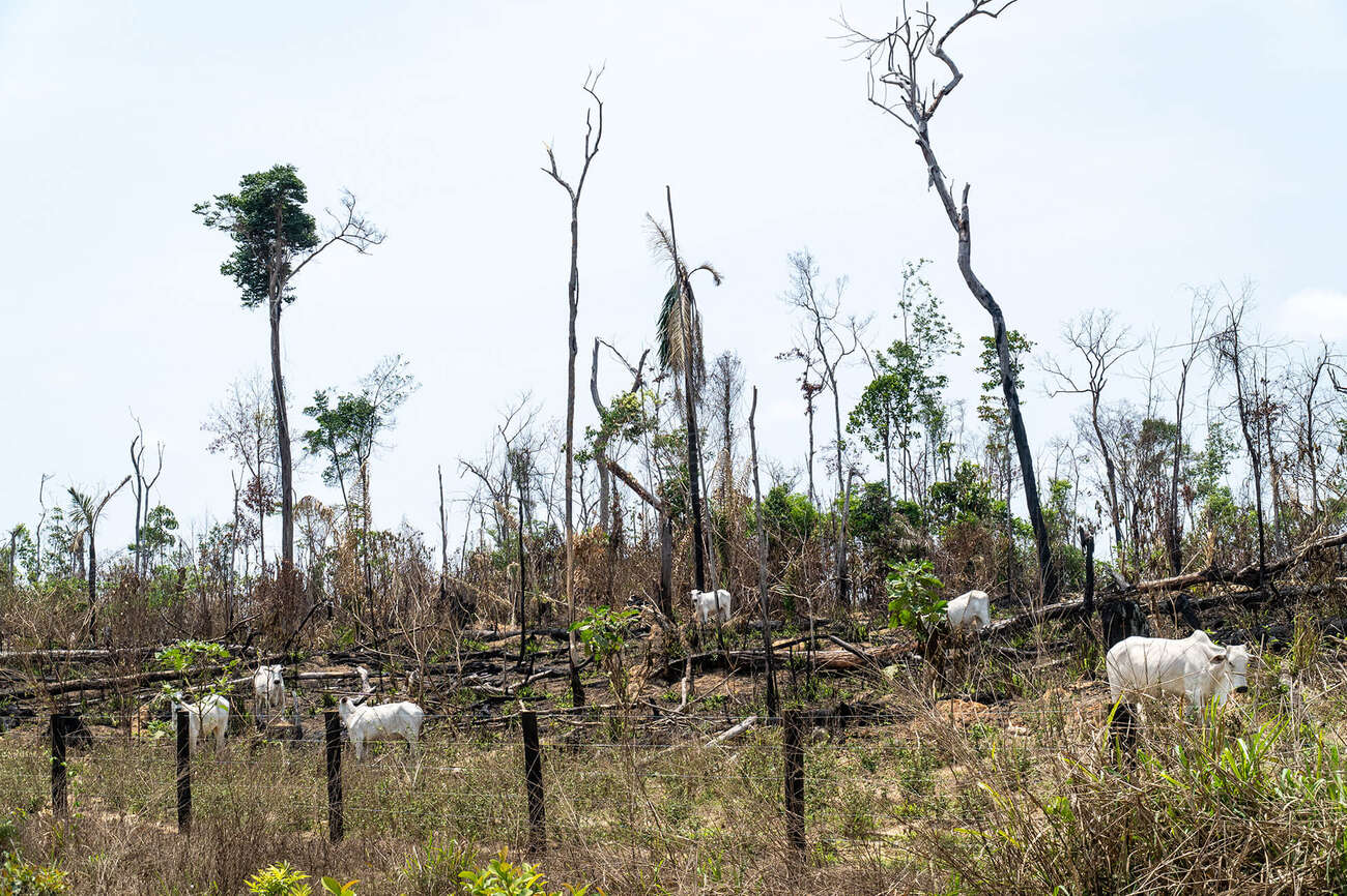 Gado em trecho de floresta desmatada na Amazônia brasileira