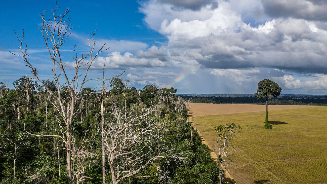 Floresta queimada no Brasil em 2015 ao lado de plantação de soja