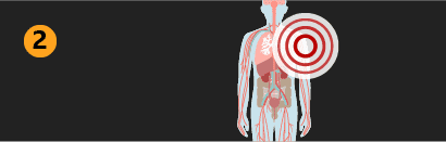 Zoom no corpo mostrando órgãos internos e vasos sanguíneos, para retratar uma resposta inflamatória