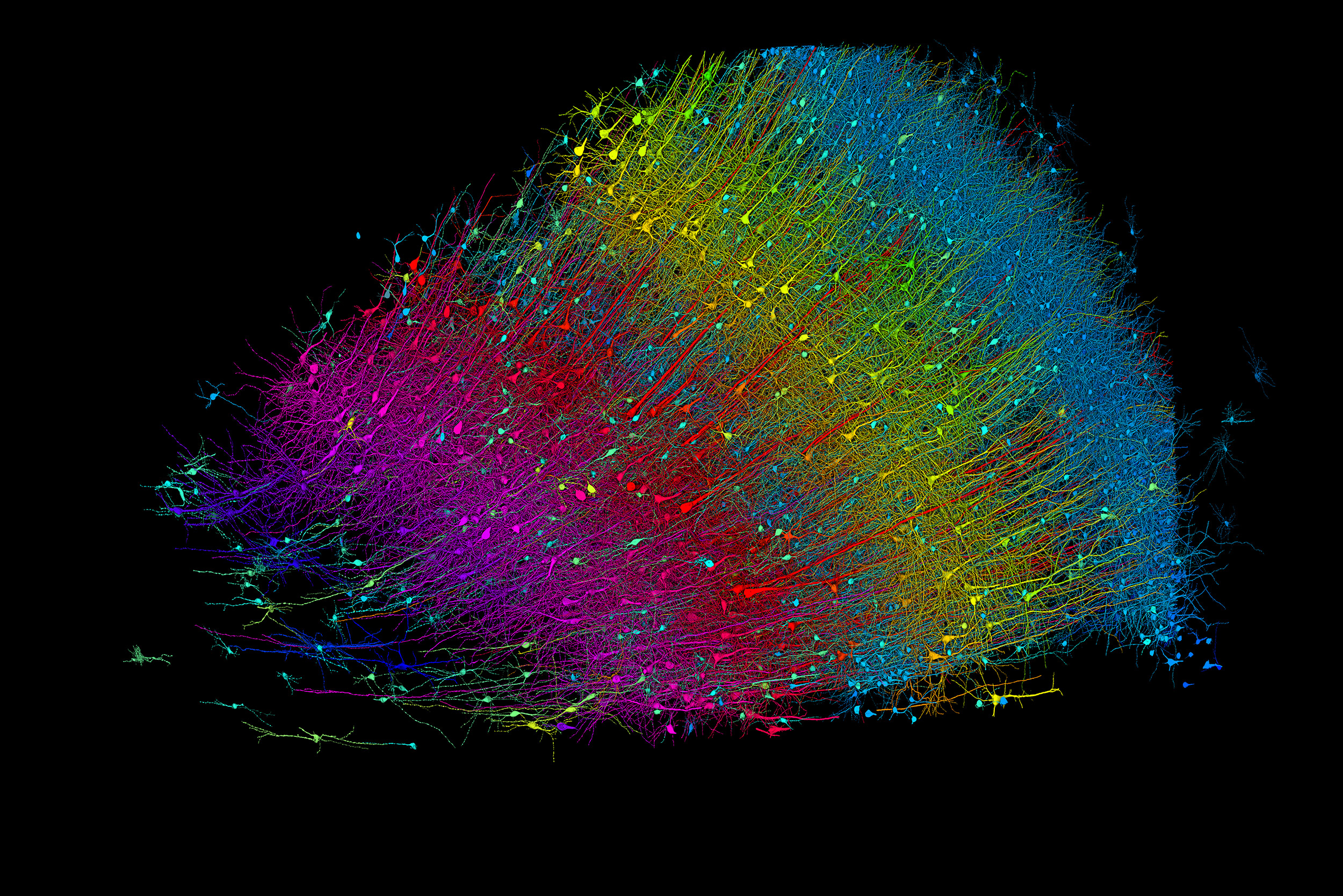 Six layers of excitatory neurons color-coded by depth. 