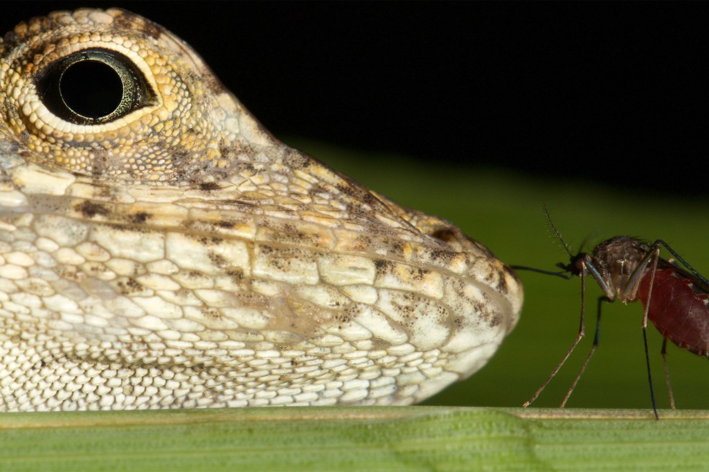 A Culex mosquito (Culex pilosus) feeding from an invasive brown anole lizard in Florida.