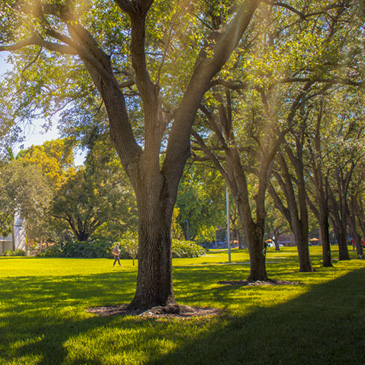 New research indicates that to keep Miami’s tree canopy resilient, tropical species may be the best option for local municipalities and environmental leaders to consider.