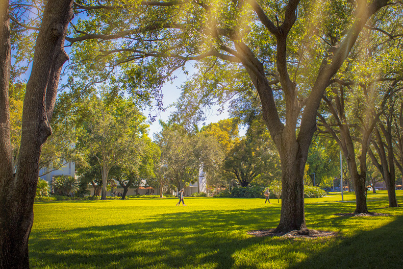 New research indicates that to keep Miami’s tree canopy resilient, tropical species may be the best option for local municipalities and environmental leaders to consider.