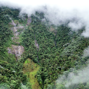 Recent expeditions in the Centinela forest reveal unique plants once thought to be extinct are thriving in the region’s biodiverse forest patches.