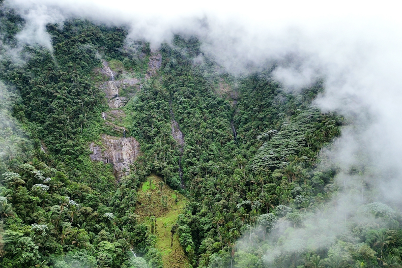 Recent expeditions in the Centinela forest reveal unique plants once thought to be extinct are thriving in the region’s biodiverse forest patches.