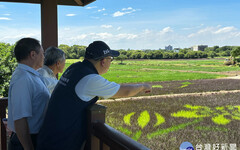 全台最大彩繪稻田初現雛型 「田園派對-彩稻慶豐收」10/5驚艷登場