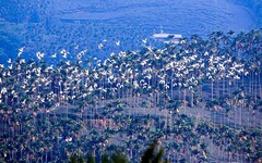 嘉義秋季限定「萬鷺朝鳳」 賞鳥行程不容錯過