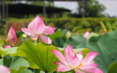 白河蓮花季登場 雙層巴士餐車遊後壁白河，體驗田園風光、蓮鄉風情！