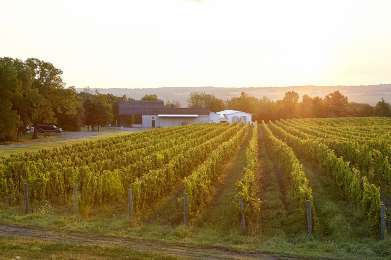 View of Hermann J Wiemer Vineyard