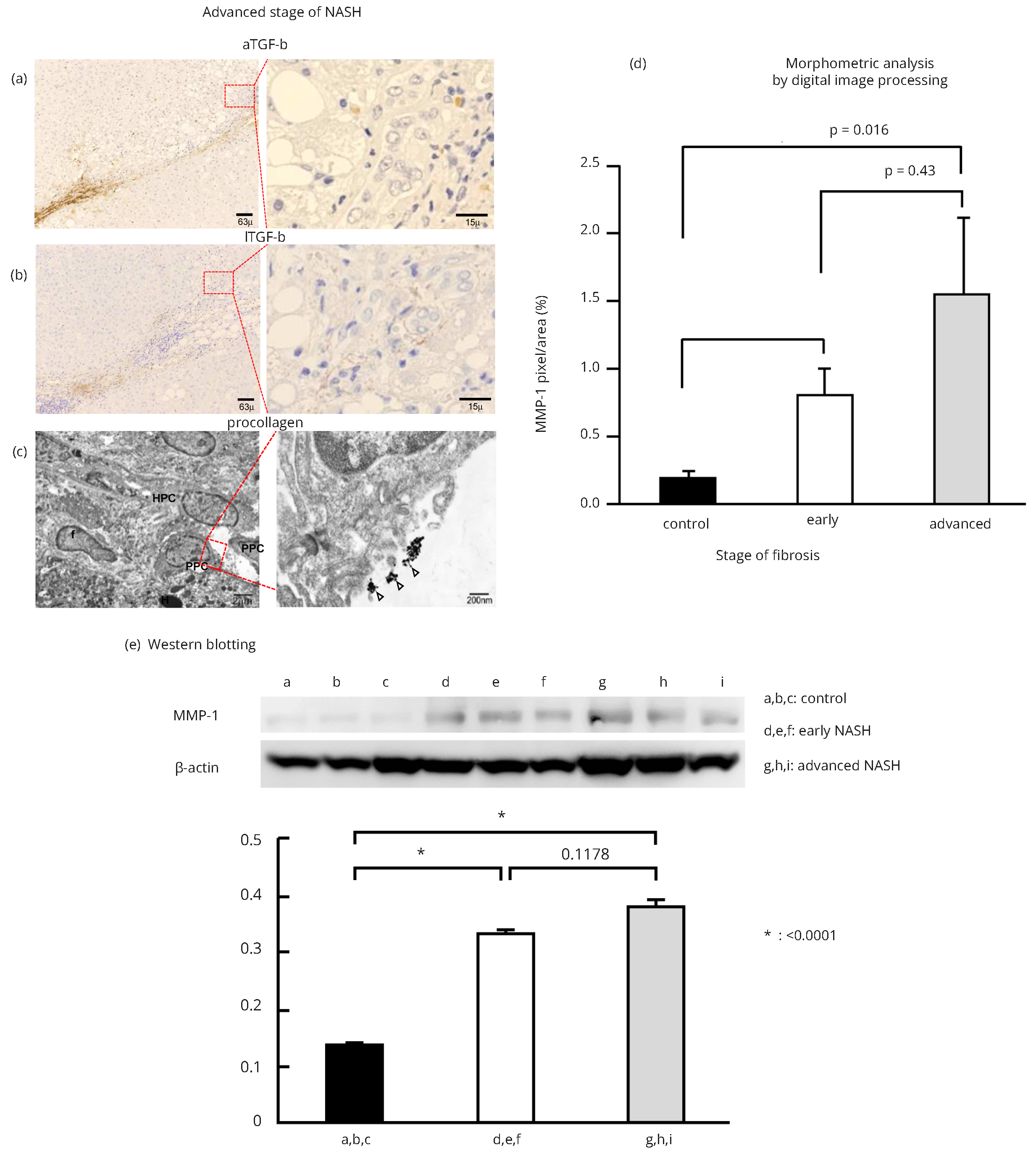 Western blot materials and methods thesis - reportd24.web.fc2.com