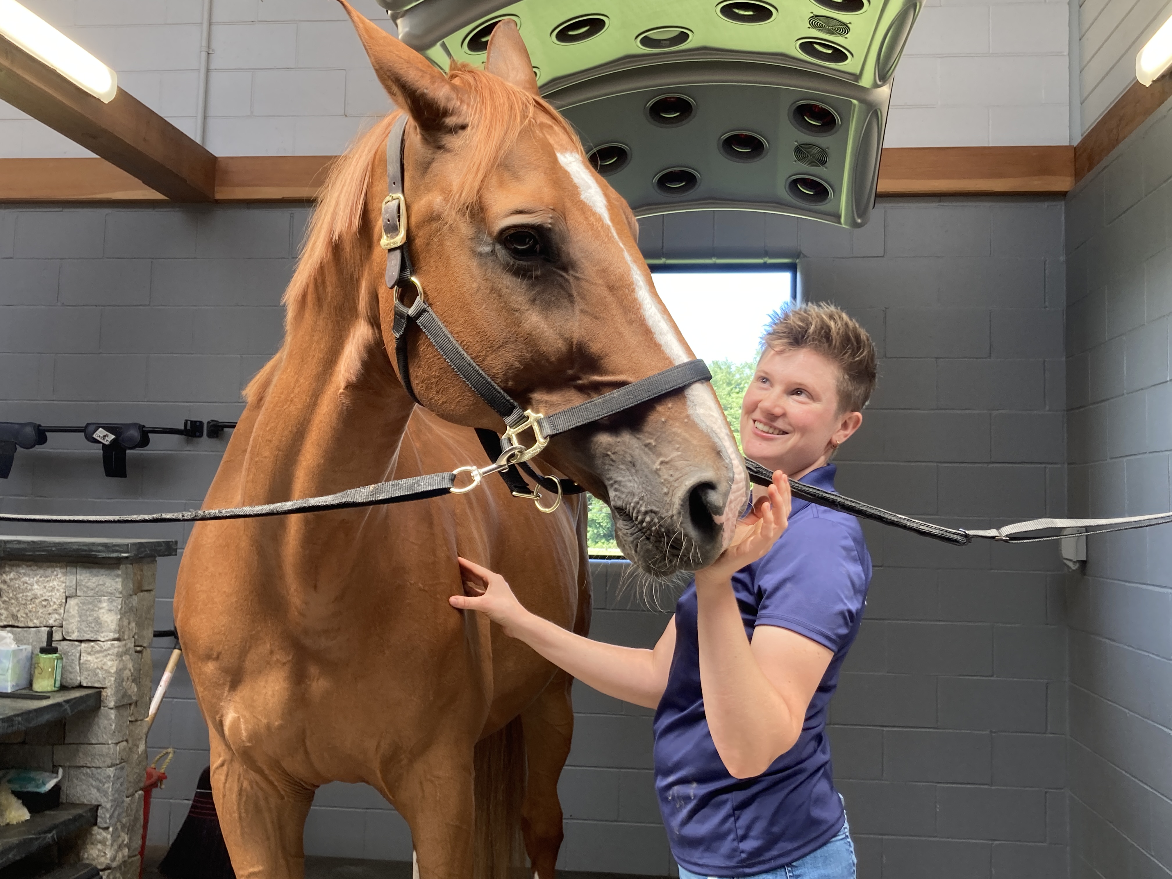 Equine massage therapist Rebecca Upham Davis works with Clyde. She wears a blue shirt. Clyde is a chestnut brown.