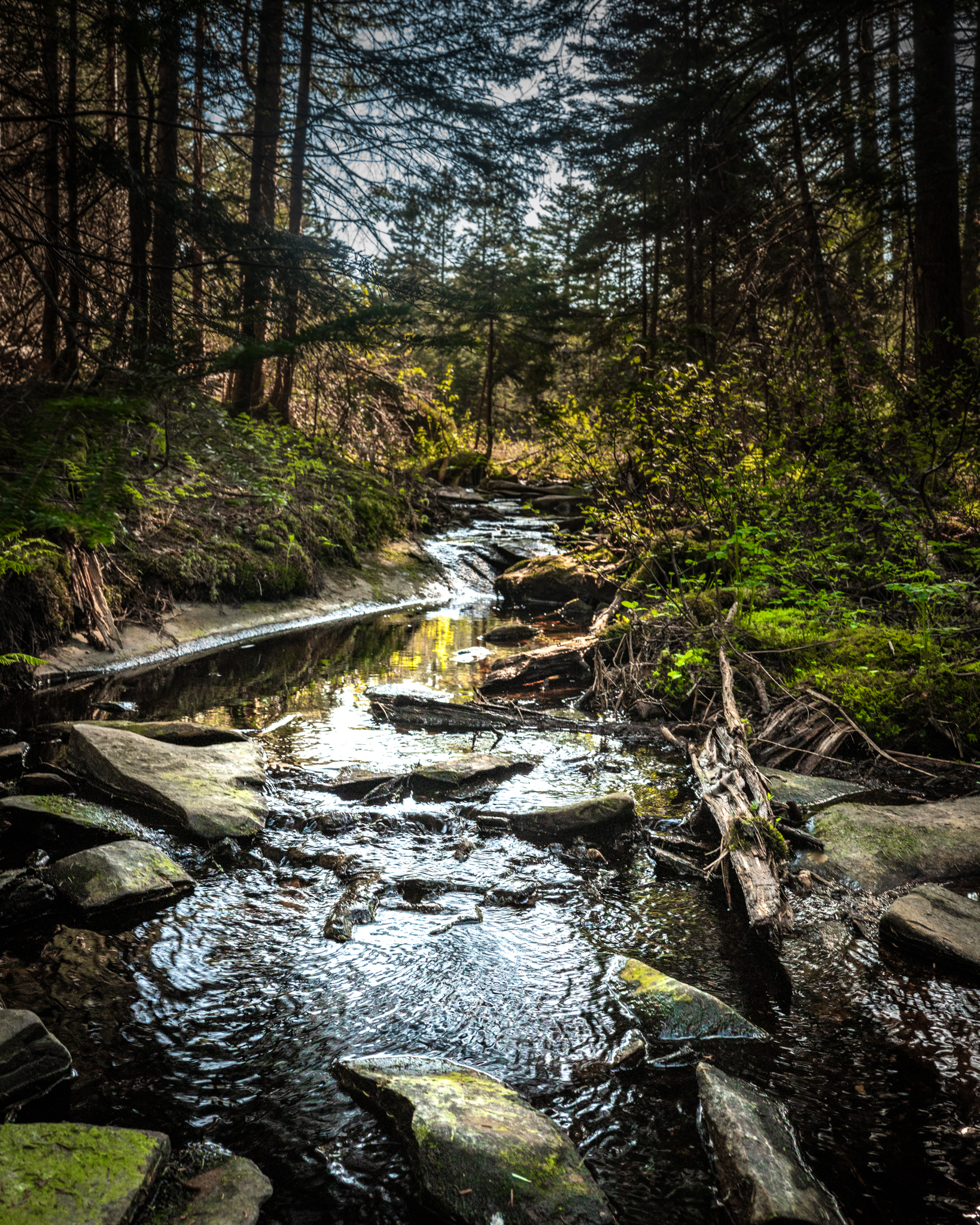 Shown here at its start, the Connecticut River is a runnel or a rill — a dribble of a creek.