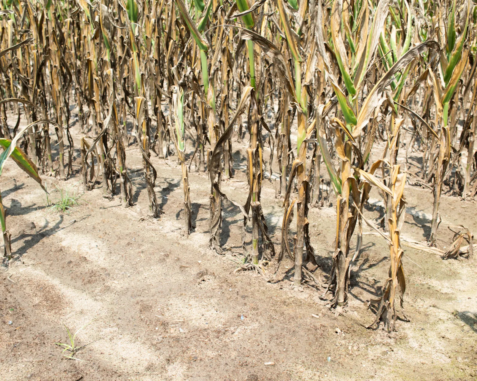 A cornfield near Whiteville in Columbus County in mid-July 2024. Much of this year's crop has fallen victim to dieback or necrosis due to drought.