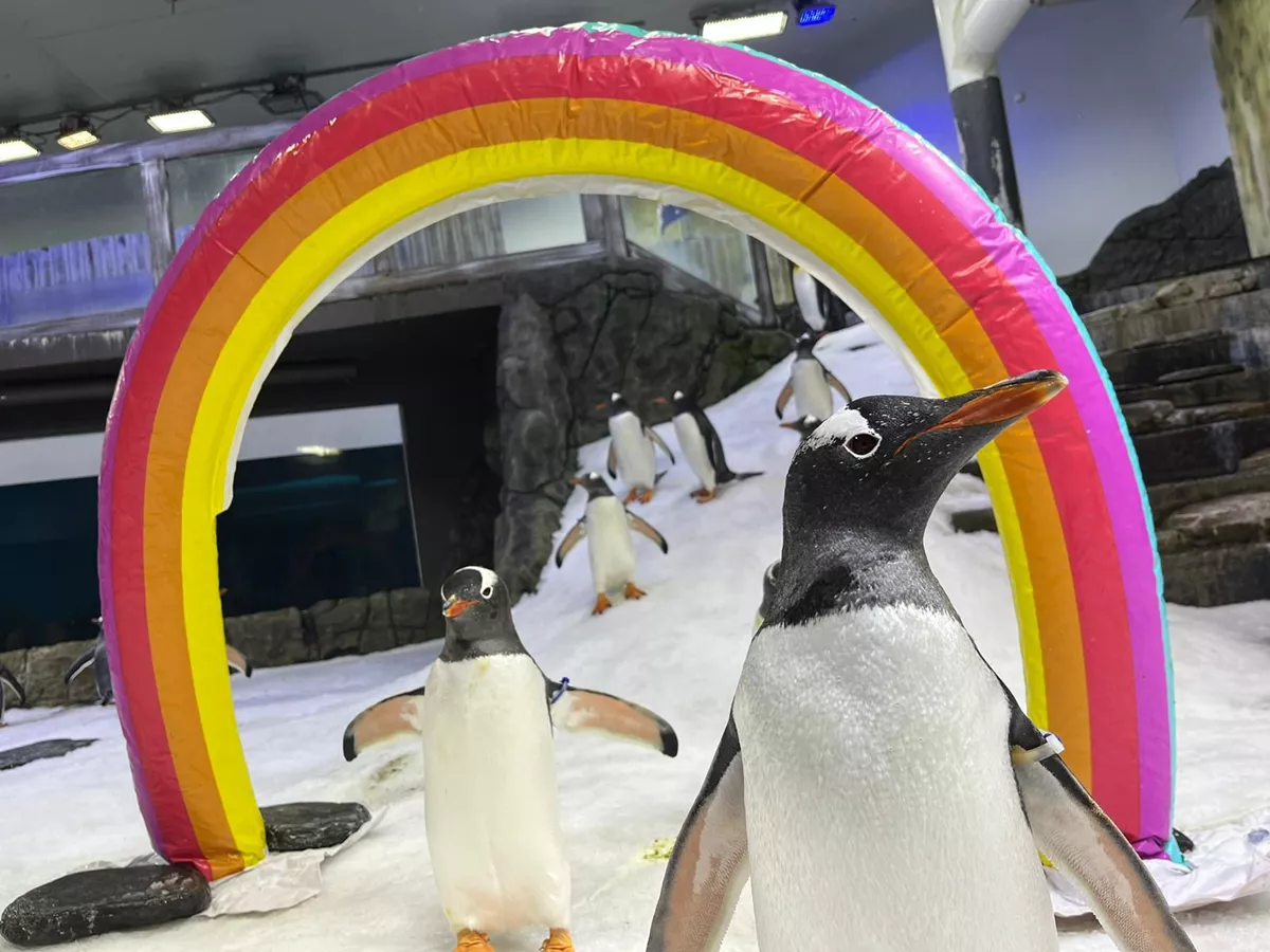 "Sphen and Magic shared a bond unlike most other penguin couples," the Sea Life Sydney Aquarium said. Sphen has died, after the male pair spent about six years together, building nests and raising chicks.