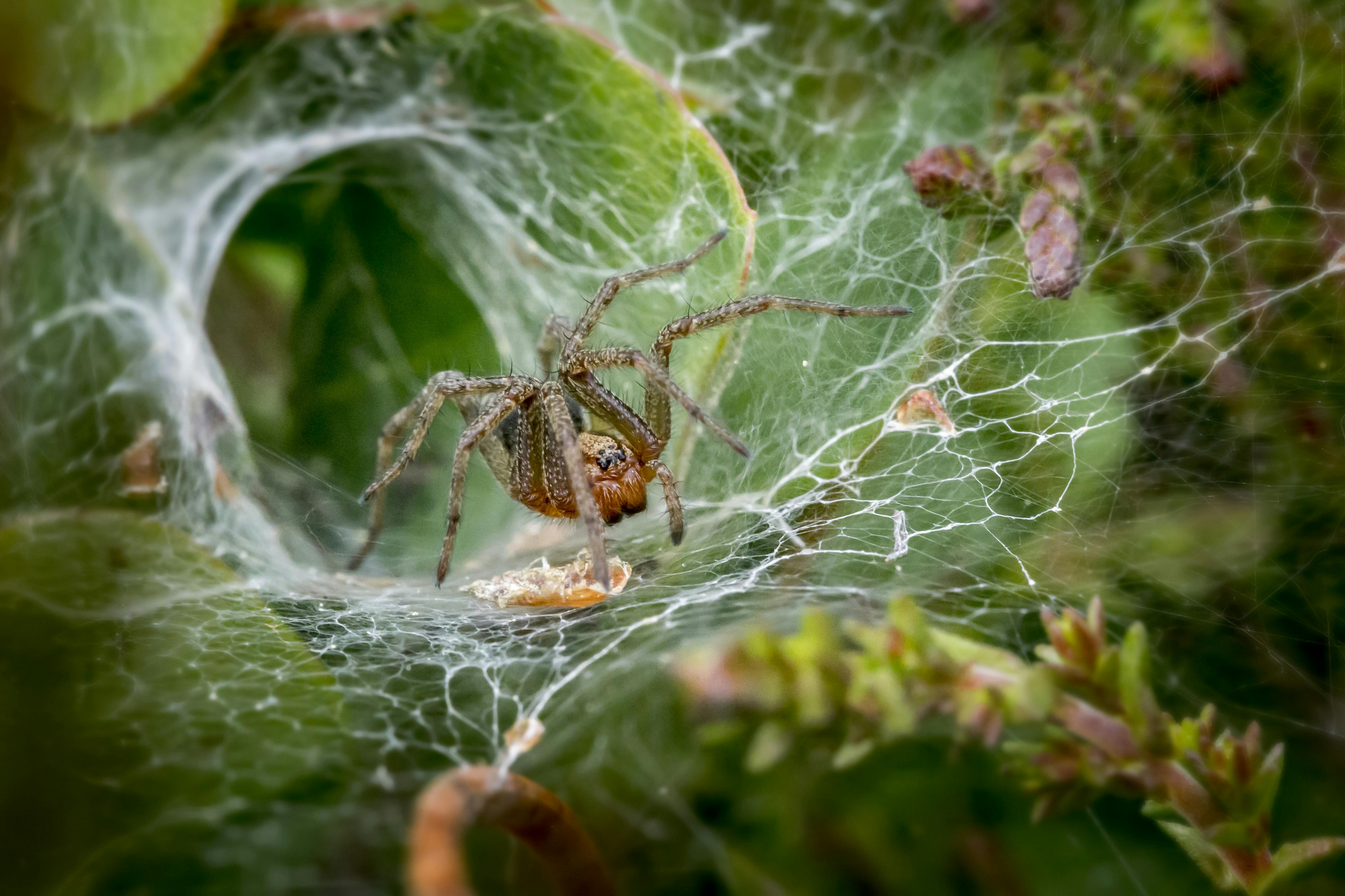 A brown funnel weaver spider on its funnel shaped web
