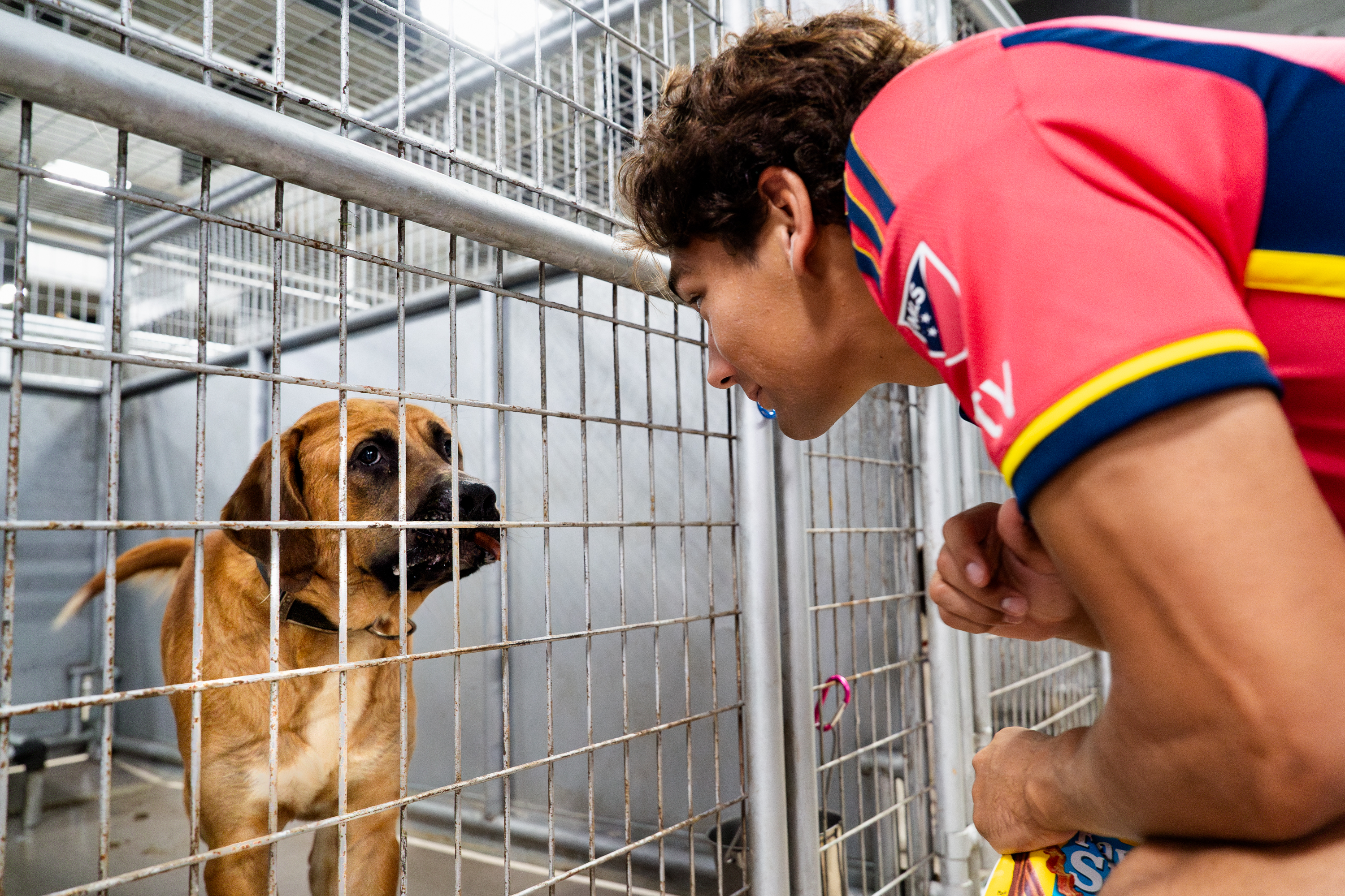 St. Louis City SC forward Simon Becher visits with a dog up for adoption on Tuesday, Sept. 10, 2024, at CARE STL — the city’s contracted animal shelter — in Downtown West.