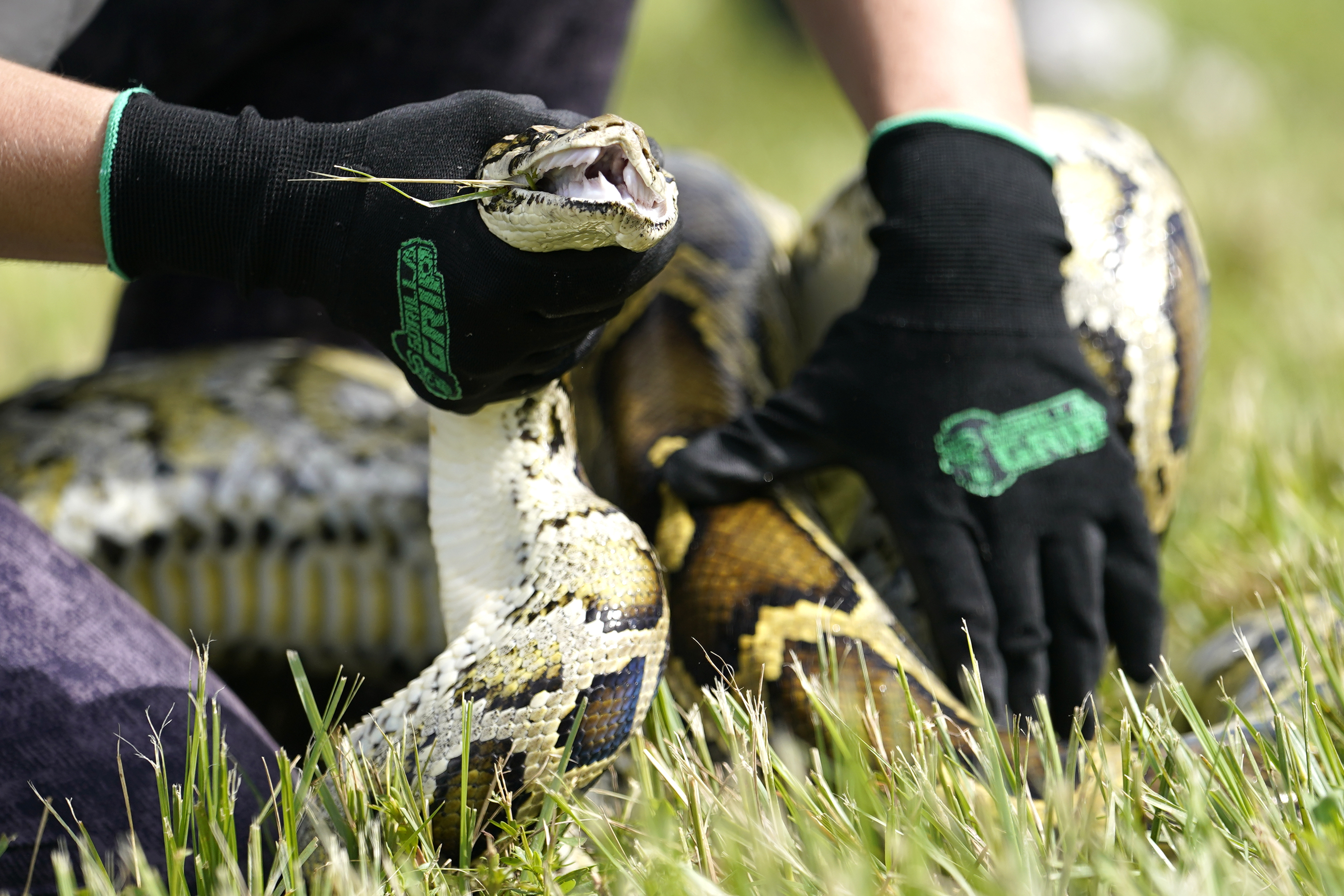 FILE - A Burmese python is held during a safe capture demonstration at a media event for the 2022 Florida Python Challenge, June 16, 2022, in Miami.