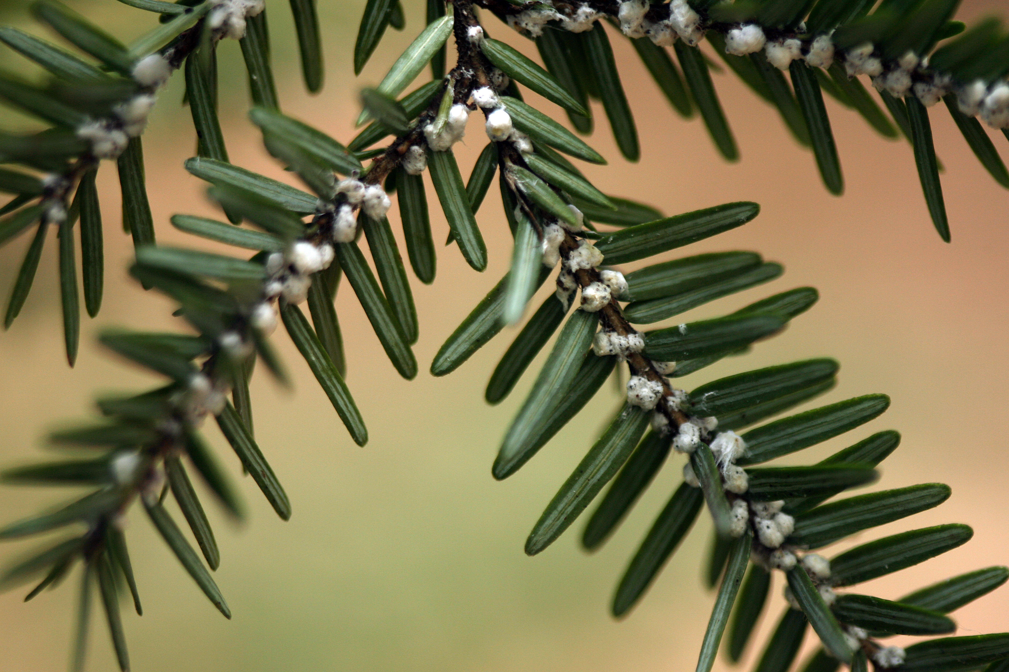 A branch of a hemlock tree of dying of an infestation of woolly adelgid, an invasive species that has been decimating hemlock trees in New England. 