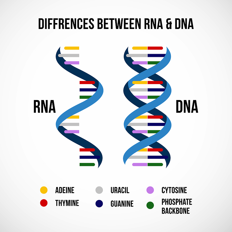 The Differences Between Dna And Rna Explained With Diagrams Owlcation ...