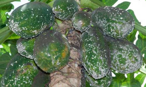 Papaya mealybug in the greater Darwin area