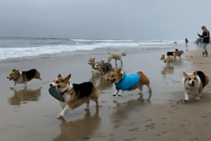 Pooches participated in a 1980s-themed costume contest.