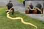 13-foot Burmese python relocated to NY zoo after owner admitted it was getting too big to handle