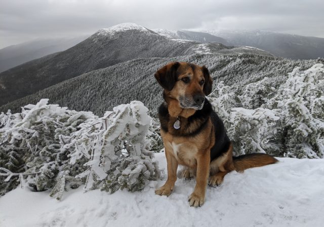 June: Instrument lead Jennifer Batryn brought a dog, Teddy, from an OOI expedition to the Argentine Basin. Teddy has since become an OOI mascot.