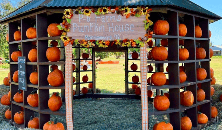 10 Smashing Pumpkin Patches In and Around Houston