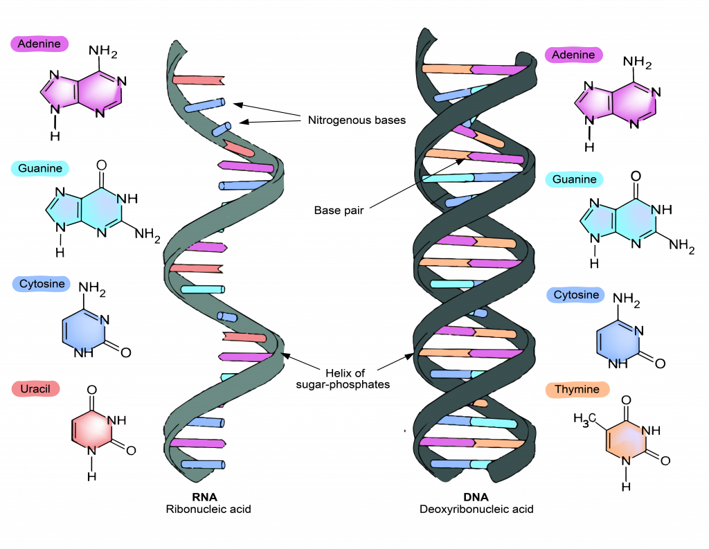 Rna Vs Dna