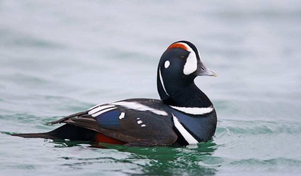 35 Breeds of Ducks in Maine (With Pictures) - Optics Mag