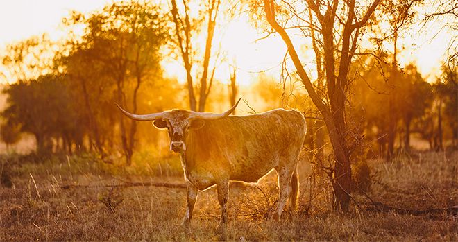 Charters Towers