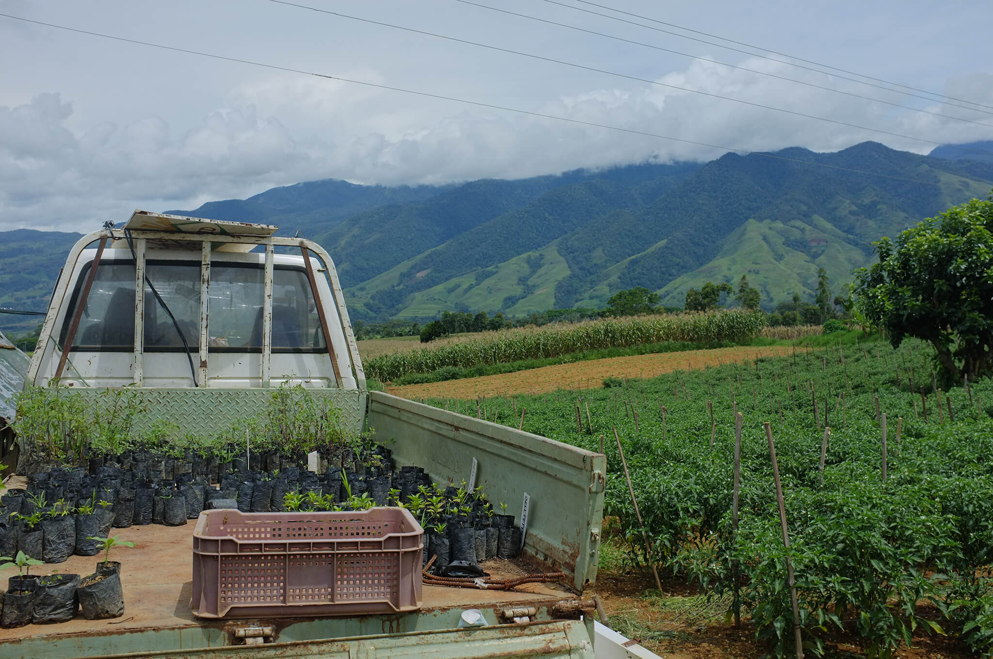 Partnering with One Tree Planted to Replenish our Forests