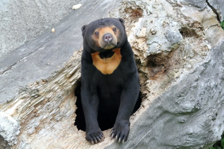 Sun Bear in A Tree Trunk