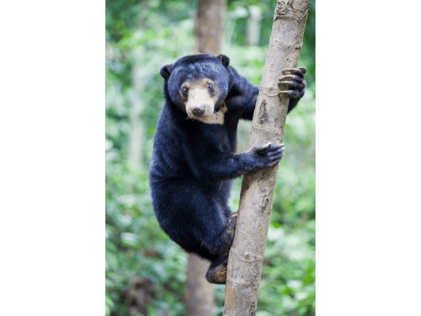 Sun Bear Climbing