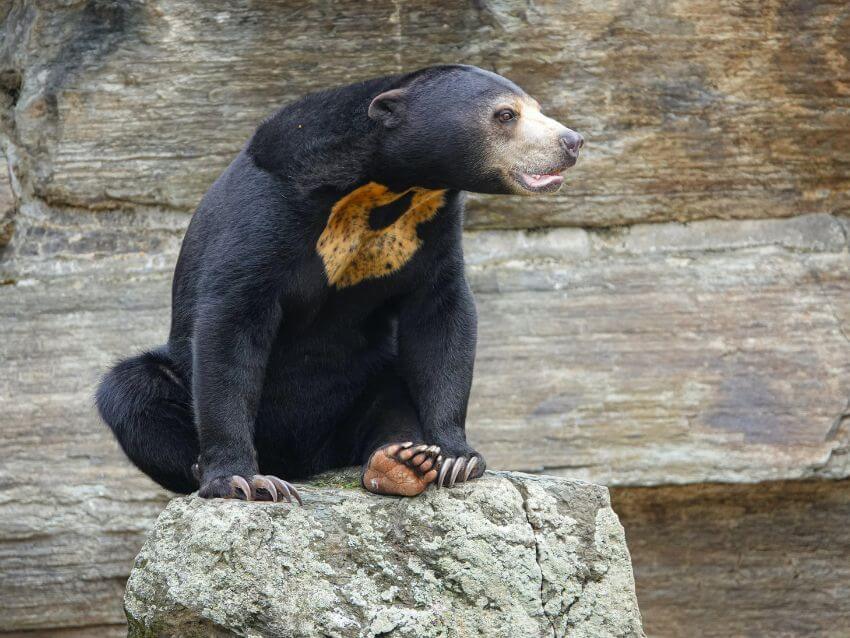 Sun Bear sitting on the rock