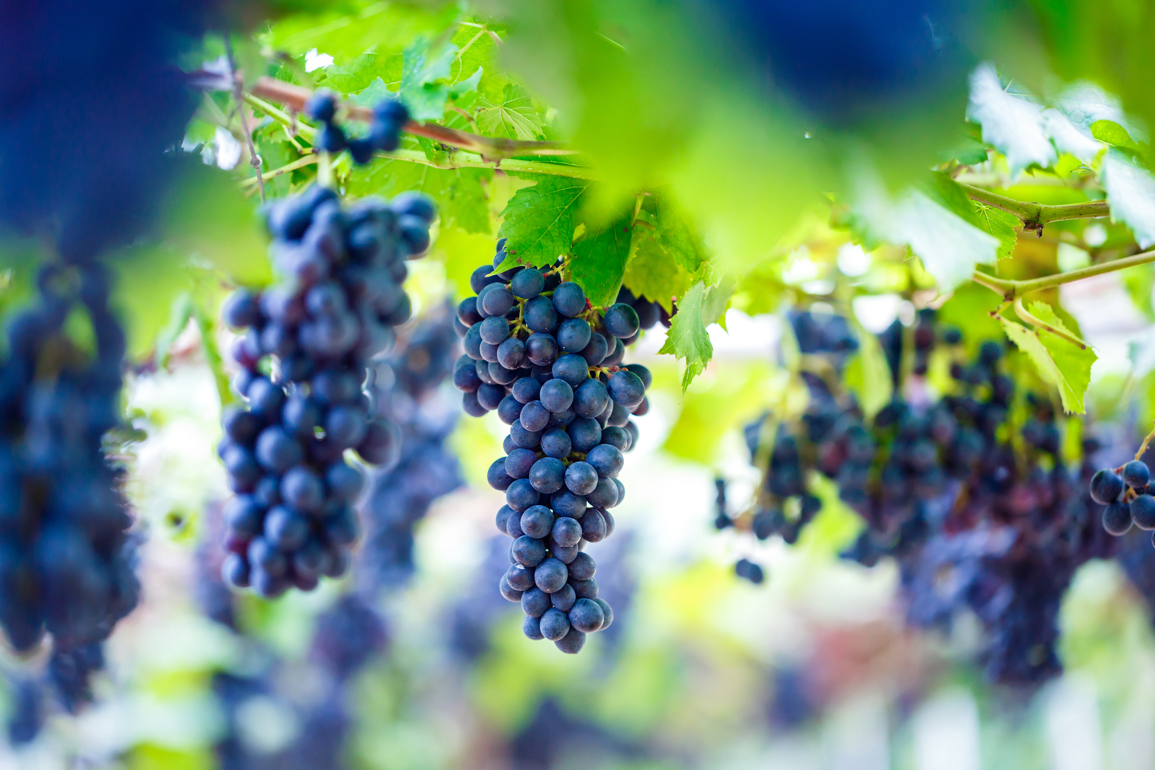 Close Up,Of,Bunches,Of,Ripe,Red,Wine,Grapes,On,Vine