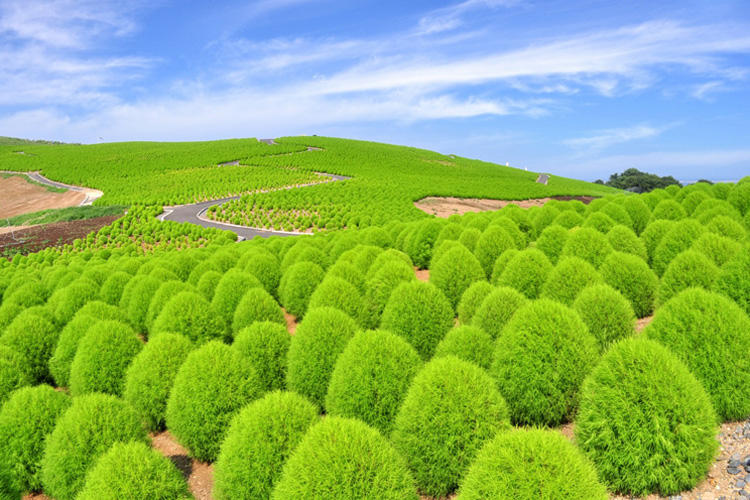 盼疫情快閃！夏季到日本茨城縣賞掃帚花！