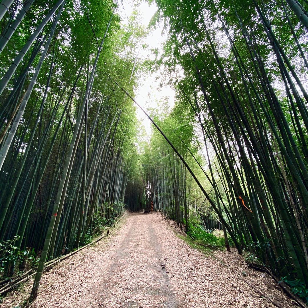 精選８條嘉義登山步道秘境｜踏遍嘉義登山步道享受鳥鳴芬多精