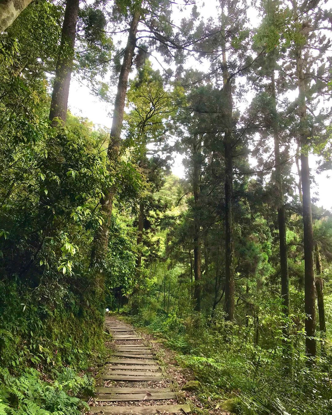 精選８條嘉義登山步道秘境｜踏遍嘉義登山步道享受鳥鳴芬多精