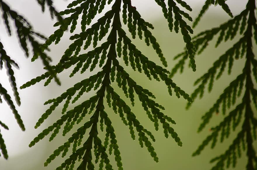 cedar, leaf, leaves, boughs, plant, nature, tree | Pikist